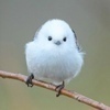 ちーらっこさんのプロフィール画像