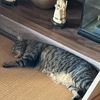 toraさんのプロフィール画像
