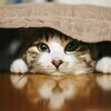 nobuさんのプロフィール画像