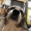 ノノハルさんのプロフィール画像