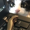 はちさんのプロフィール画像