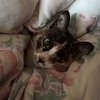 まねきねこさんのプロフィール画像