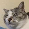 まーくえさんのプロフィール画像