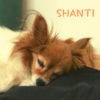 SHANTIさんのプロフィール画像