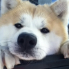 動物大好きさんのプロフィール画像