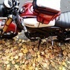 しるふぃさんのプロフィール画像