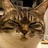 猫の餌代稼いでますさんのプロフィール画像
