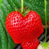 イチゴさんのプロフィール画像