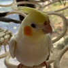 lovebird さんのプロフィール画像