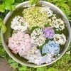 すずさんのプロフィール画像