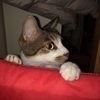 ハリソンさんのプロフィール画像