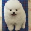 イタチ
