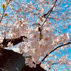 さりーさんのプロフィール画像