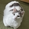 カンタさんのプロフィール画像