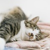 ねこさんのプロフィール画像