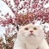 ねこめさんのプロフィール画像
