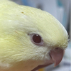 すずゆうさんのプロフィール画像