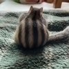りすさんのプロフィール画像