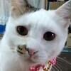 猫マンションの大家さんのプロフィール画像