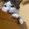 こるさんのプロフィール画像
