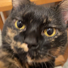 nyataさんのプロフィール画像