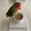 さけますお