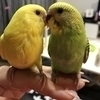 ぴーちゃんさんのプロフィール画像