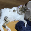 キーマさんのプロフィール画像