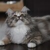 miさんのプロフィール画像