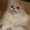 ゆぅさんのプロフィール画像