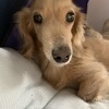 ノラの家さんのプロフィール画像