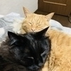 ゆずあずきさんのプロフィール画像