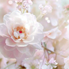 Flower❀さんのプロフィール画像