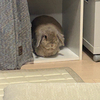 はさんのプロフィール画像