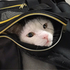 きゅるり