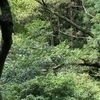 茶々丸さんのプロフィール画像