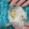 たむさんのプロフィール画像