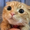 にゃにゃんこさんのプロフィール画像