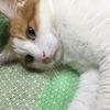 さとうさんのプロフィール画像