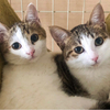 保護猫団体みなとねこさんのプロフィール画像