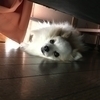 Lemiさんのプロフィール画像