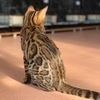 ねこちゃんさんのプロフィール画像