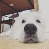 まめこママさんのプロフィール画像