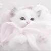 いくらちゃんさんのプロフィール画像