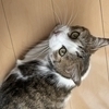 いのみーさんのプロフィール画像