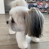 チー