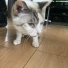 sayoさんのプロフィール画像