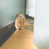 みほさんのプロフィール画像