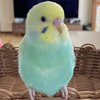 いぶみずさんのプロフィール画像