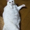 モモ